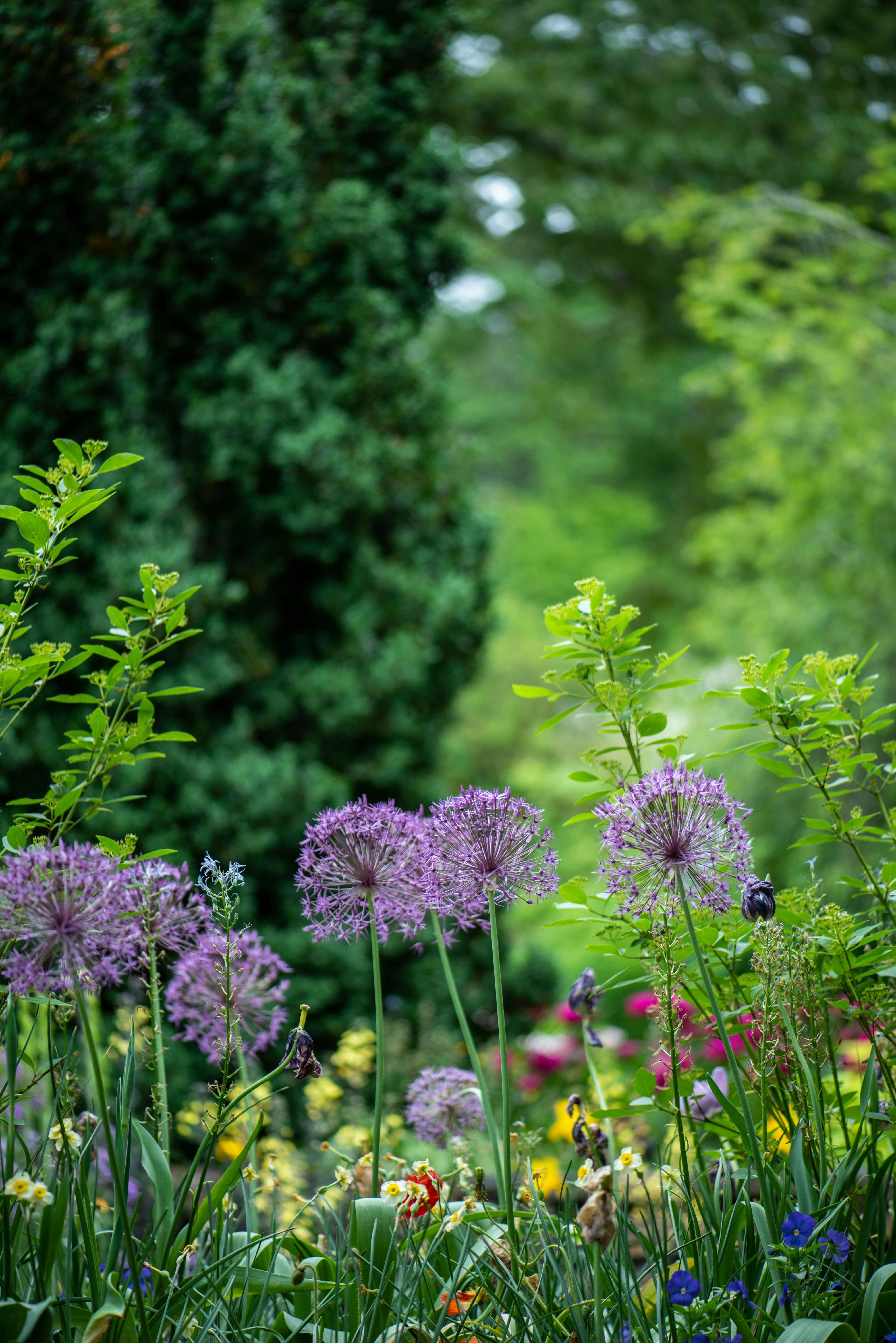 Garden planting Hampshire